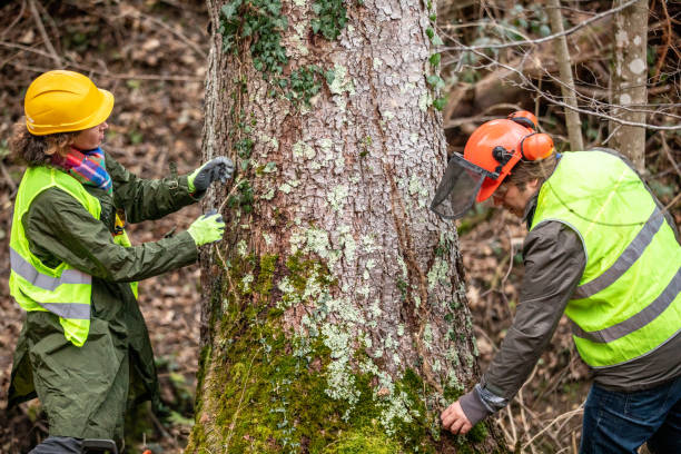 Best Tree and Shrub Care  in West New York, NJ