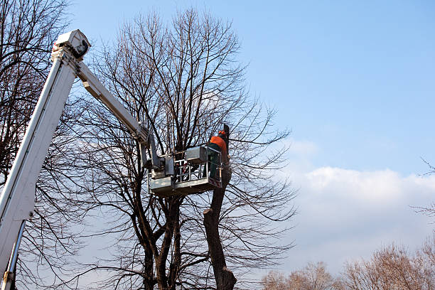 Best Commercial Tree Removal  in West New York, NJ