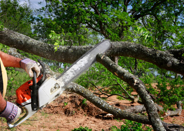 Best Tree Risk Assessment  in West New York, NJ